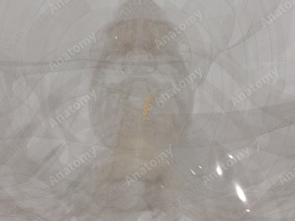 Posterior Roots of Cervical Nerves (Left)