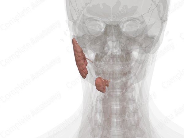 Major Salivary Glands (Left)