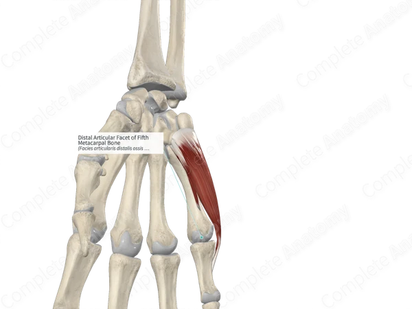 Distal Articular Facet of Fifth Metacarpal Bone