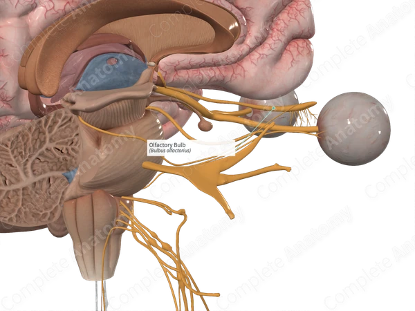 Olfactory Bulb 