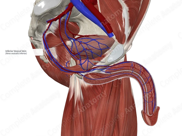 Inferior Vesical Vein 