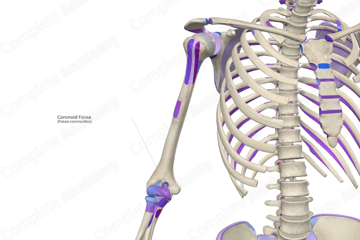 The Coronoid Fossa Mystery Of The Humerus Solved - kwxdoht