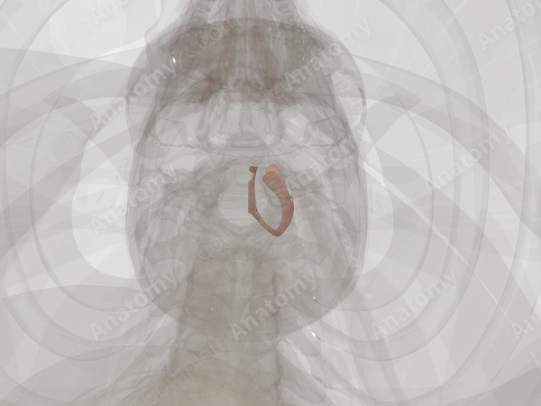 Limbic System (Left)