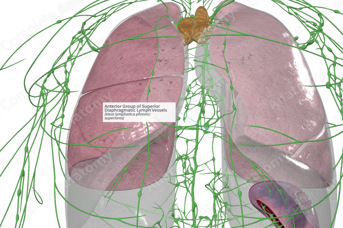 Anterior Group of Superior Diaphragmatic Lymph Vessels