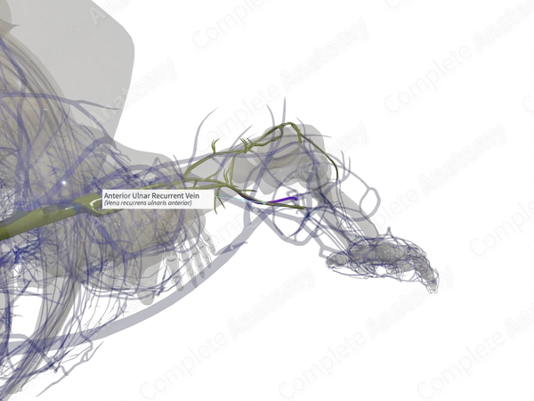 Anterior Ulnar Recurrent Vein (Left)