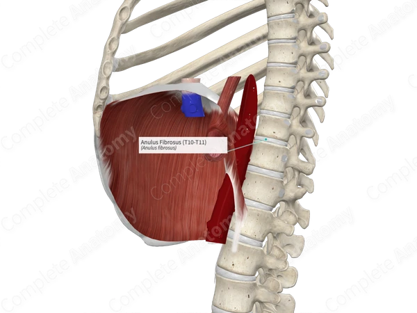 Anulus Fibrosus (T10-T11)