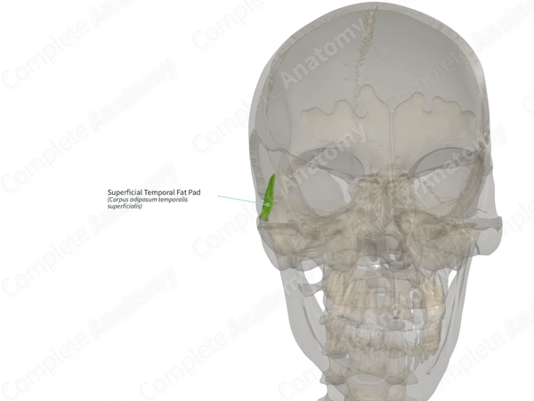 Superficial Temporal Fat Pad (Right)