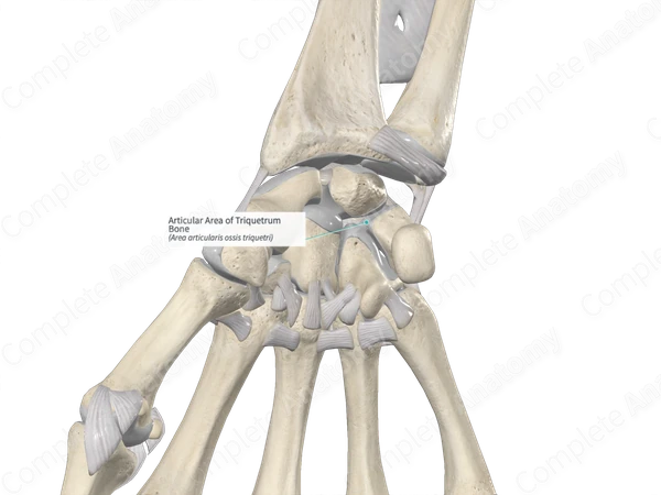 Articular Area of Triquetrum Bone 