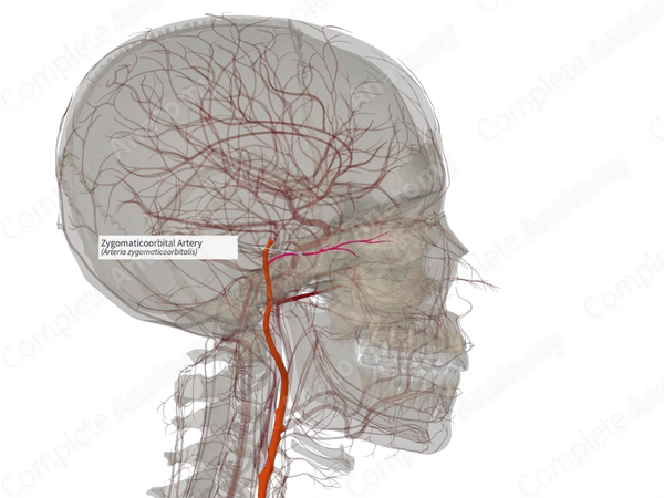 Zygomaticoorbital Artery (Left)