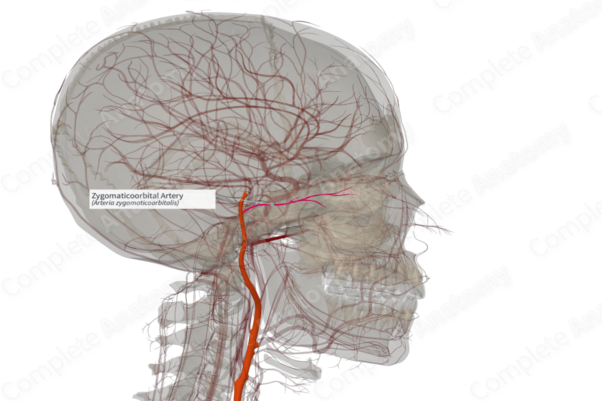 Zygomaticoorbital Artery (Left)