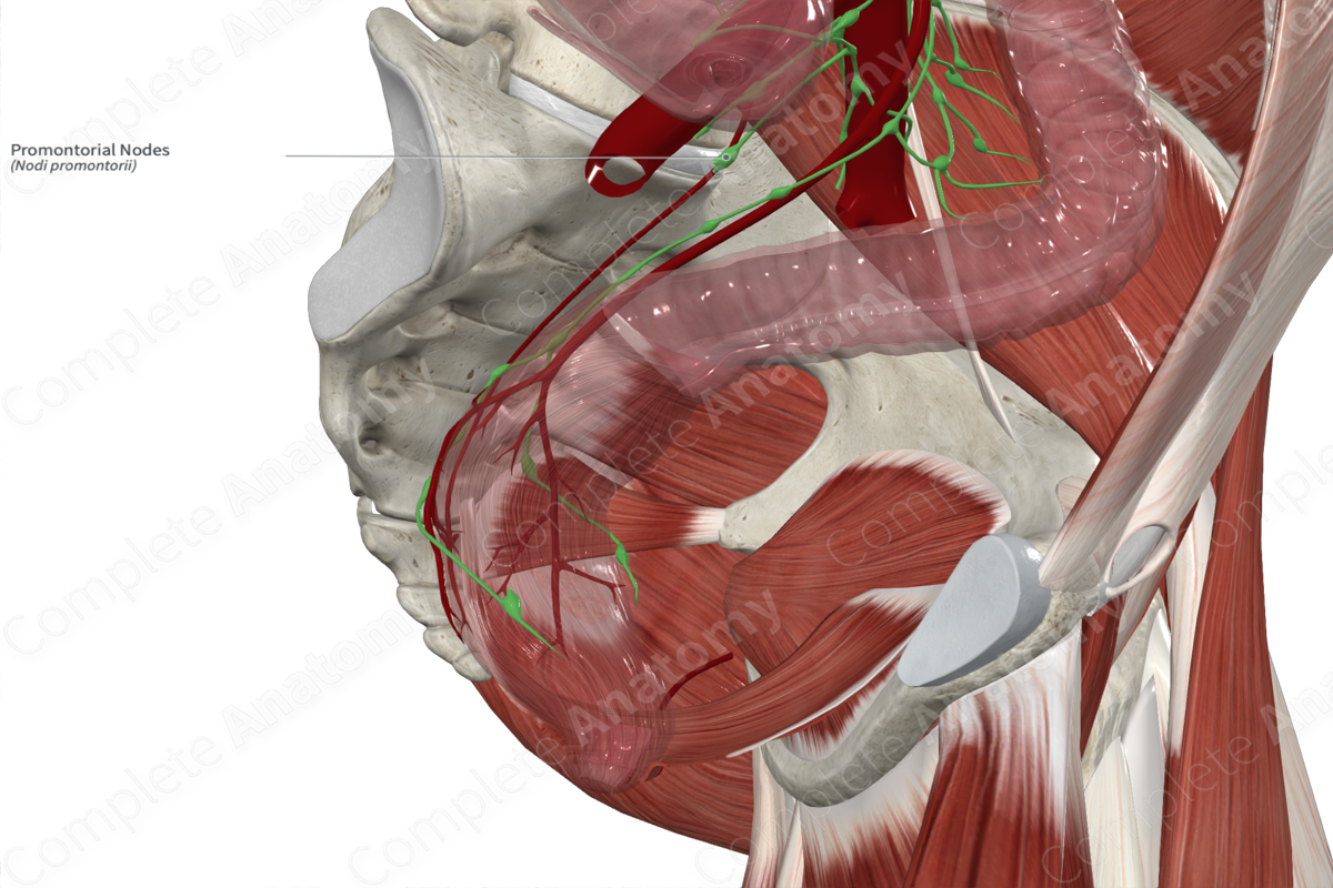 Promontorial Nodes Complete Anatomy