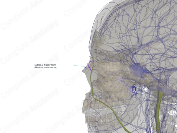 External Nasal Veins (Right)