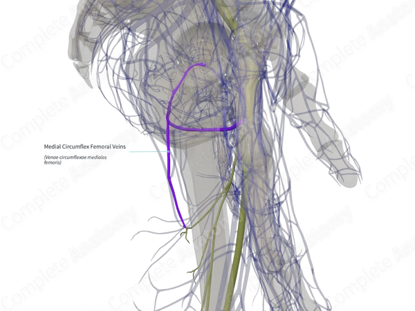 Medial Circumflex Femoral Veins (Right)