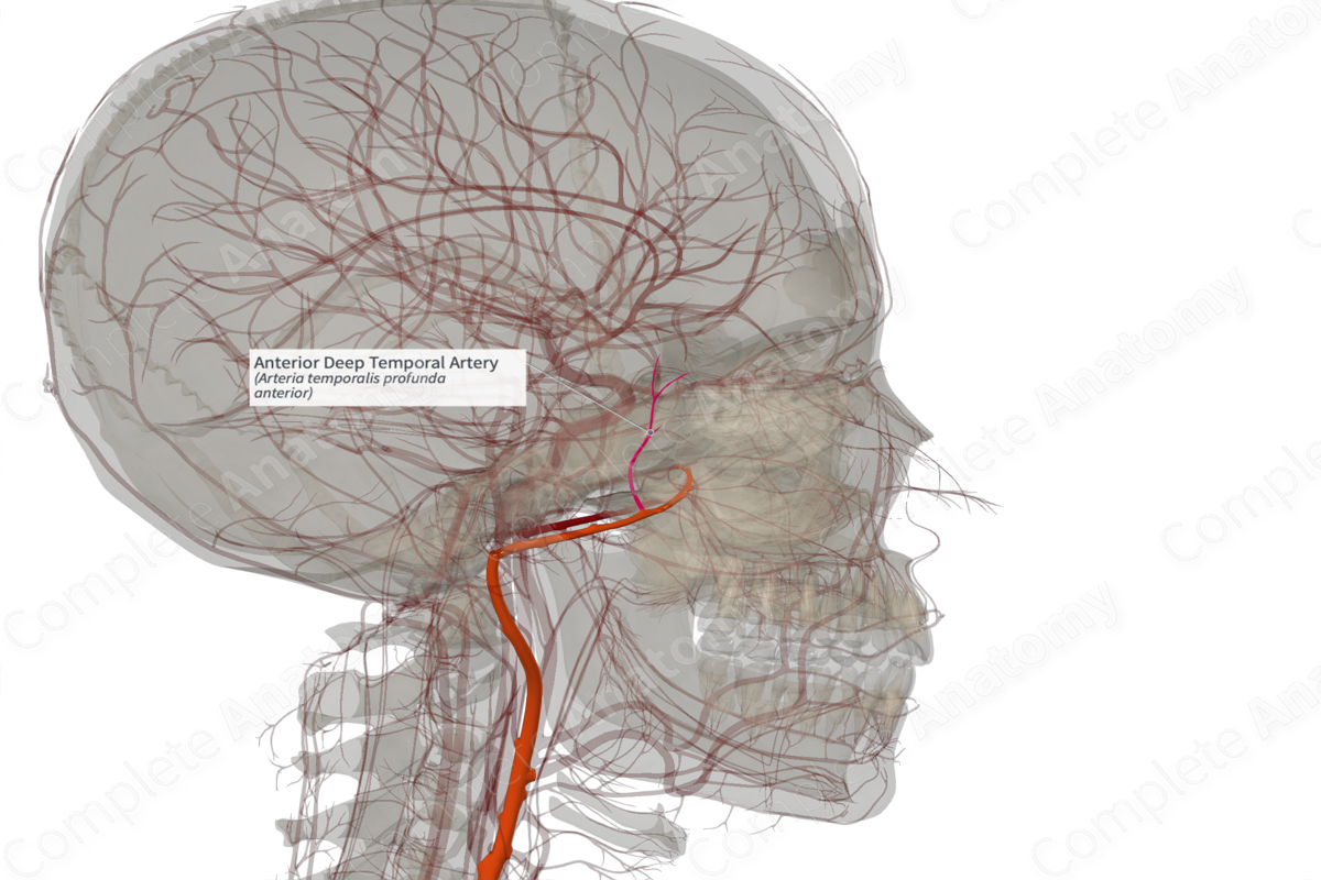Anterior Deep Temporal Artery (Left)