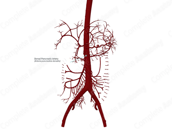 Dorsal Pancreatic Artery