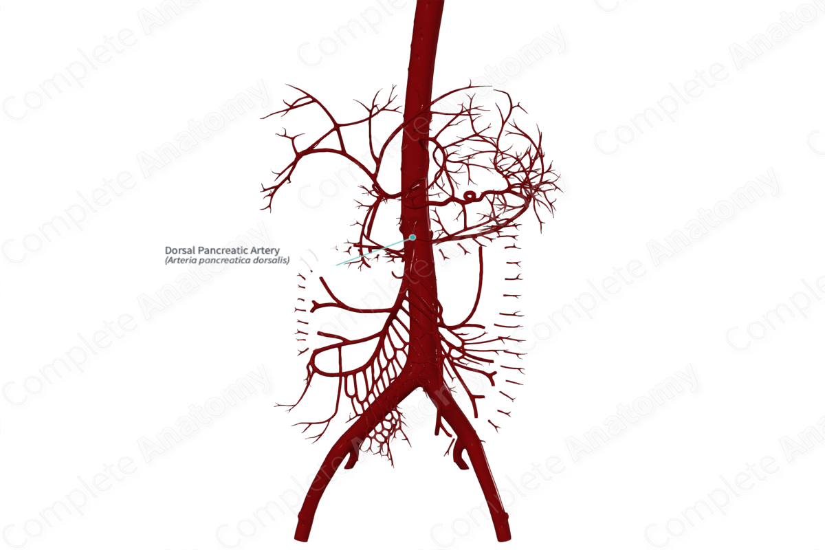 Dorsal Pancreatic Artery