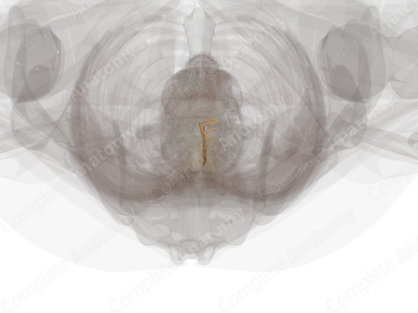 Anterior Roots of Lumbar Nerves (Left)