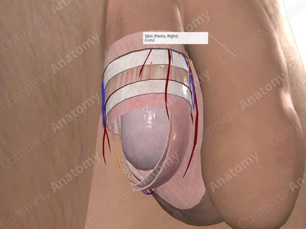 Skin (Penis; Right)