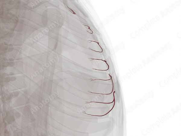 Anterior Intercostal Branches of Internal Thoracic Artery (Left)