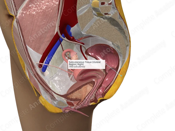 Subcutaneous Tissue (Gluteal Region; Right)