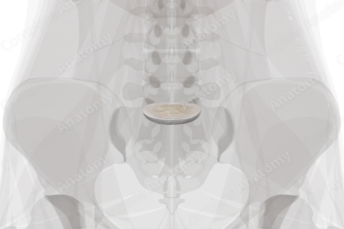 Intervertebral Disc (L5-S1) | Complete Anatomy