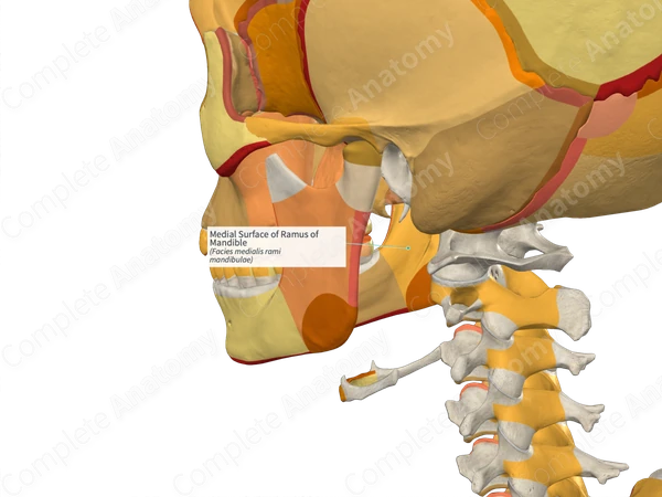 Medial Surface of Ramus of Mandible (Left)