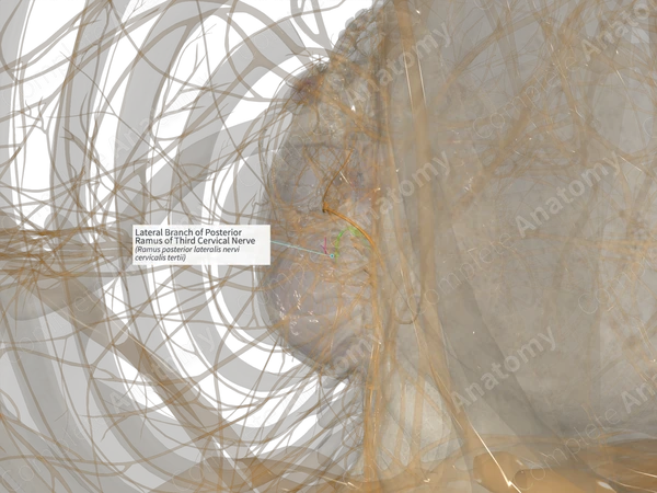 Lateral Branch of Posterior Ramus of Third Cervical Nerve (Left)