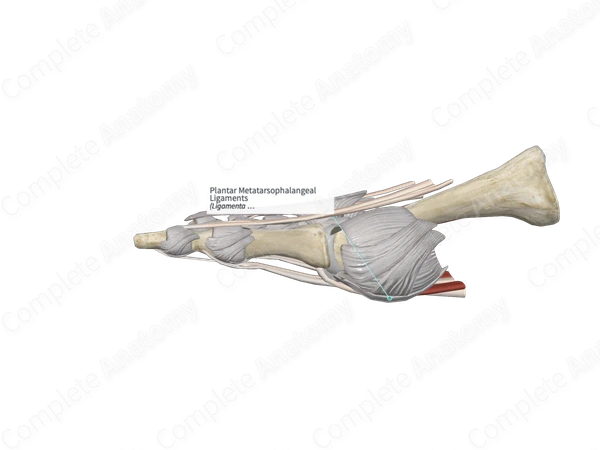 Plantar Metatarsophalangeal Ligaments