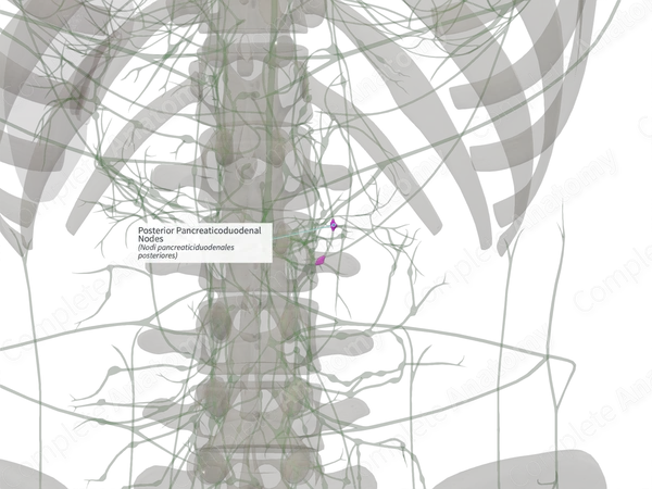 Posterior Pancreaticoduodenal Nodes