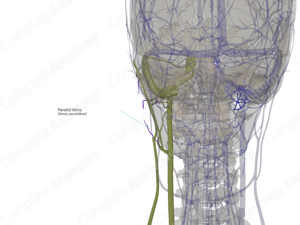 Parotid Veins (Left)