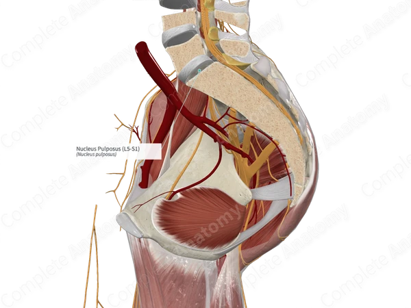 Nucleus Pulposus (L5-S1)