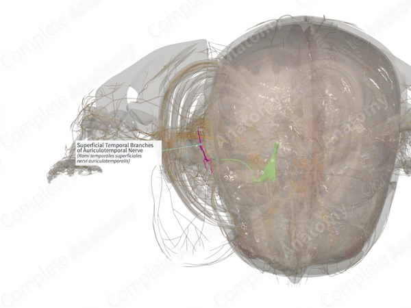 Superficial Temporal Branches of Auriculotemporal Nerve (Left)