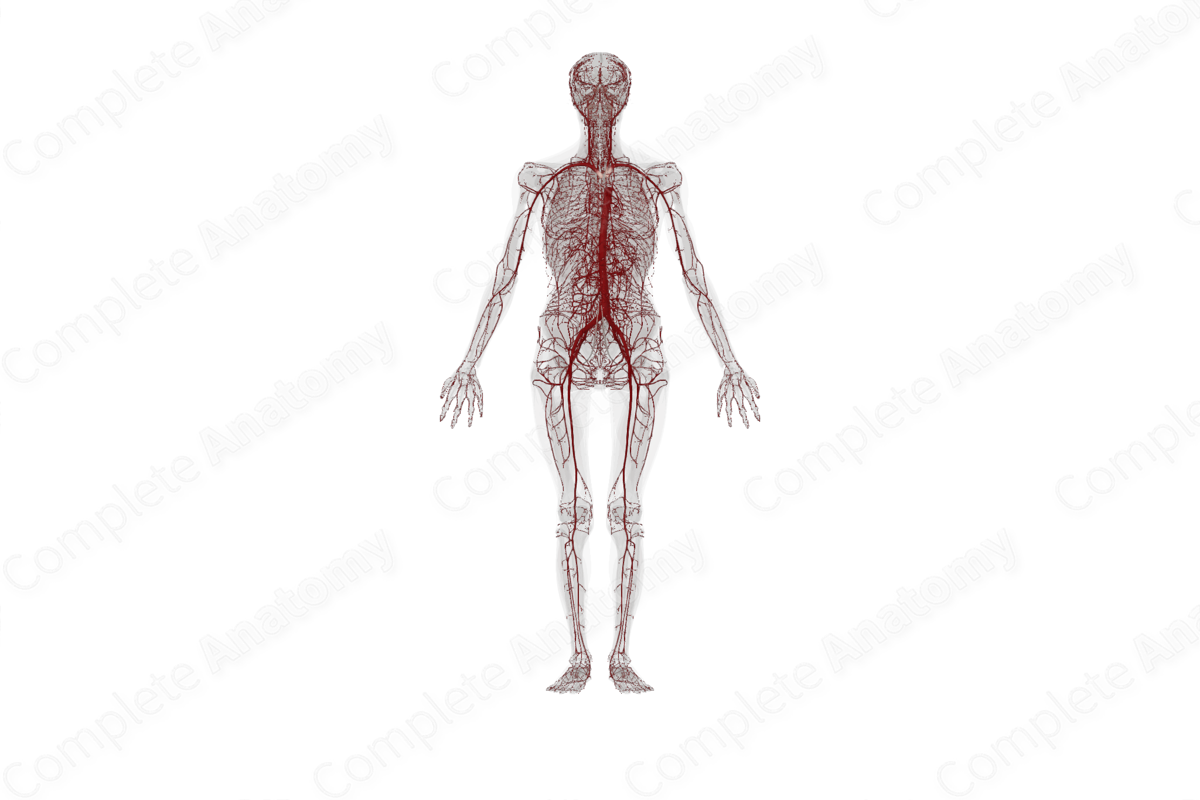 Systemic Arteries