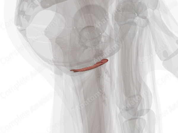 Muscles of Superficial Perineal Space (Left Half)