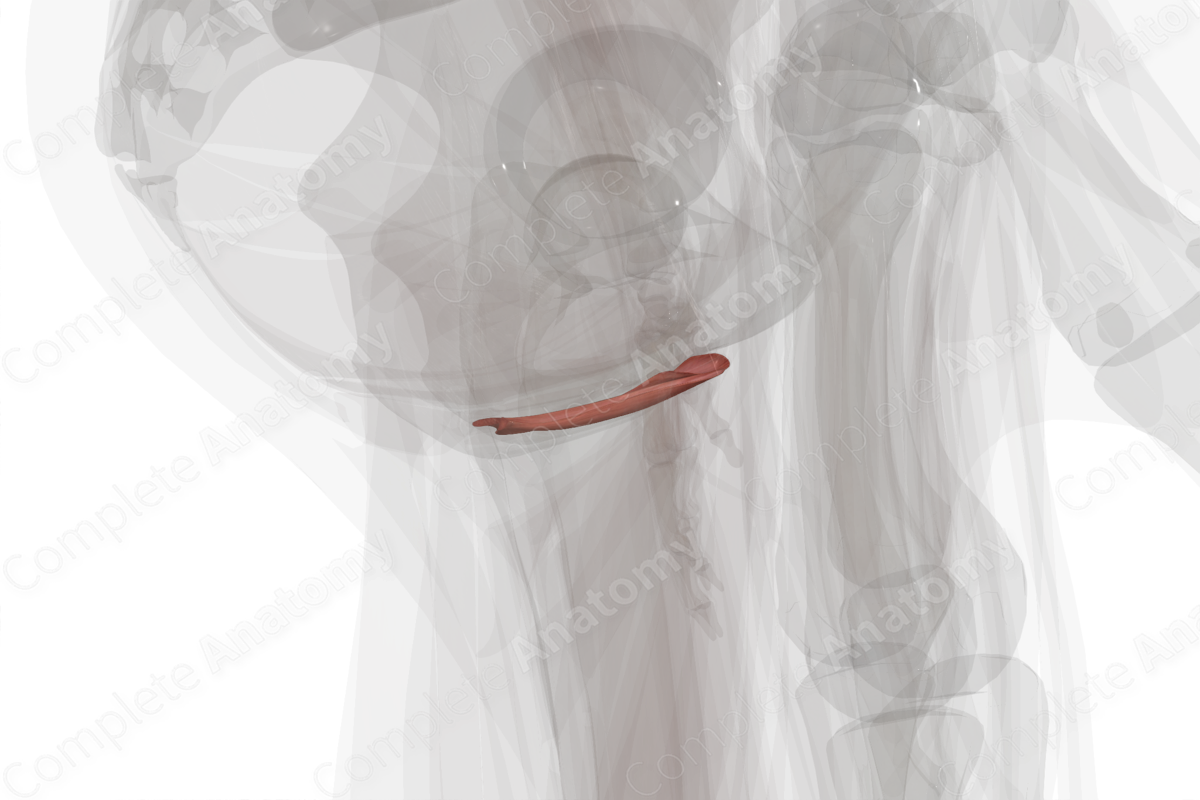Muscles of Superficial Perineal Space (Left Half)