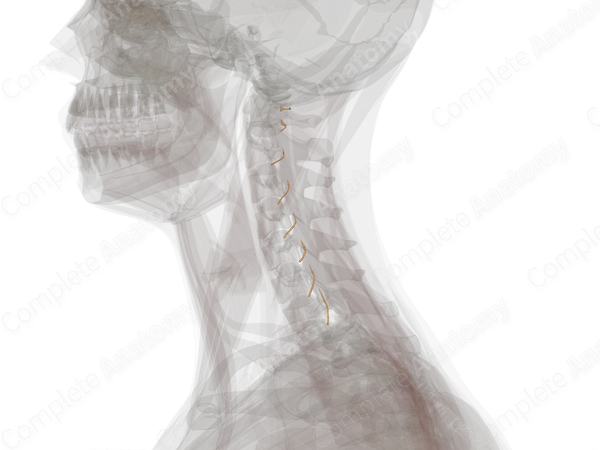 Anterior Roots of Cervical Nerves (Left)