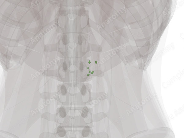 Pancreaticoduodenal Nodes