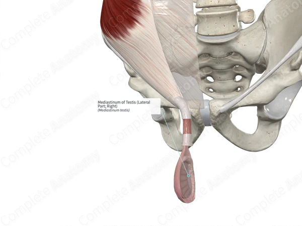 Mediastinum of Testis (Lateral Part; Left)