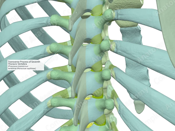 Transverse Process of Seventh Thoracic Vertebra (Right)