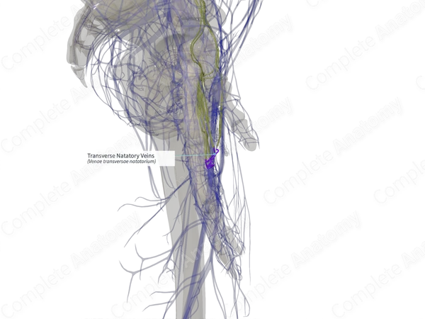Transverse Natatory Veins (Left)