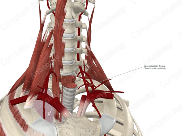 Costocervical Trunk 