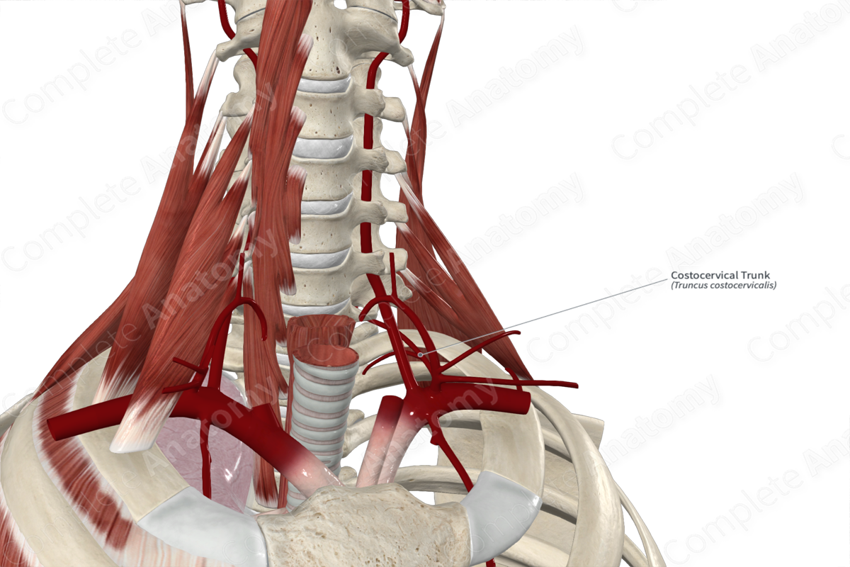 Costocervical Trunk 