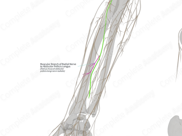 Muscular Branch of Radial Nerve to Abductor Pollicis Longus (Left)