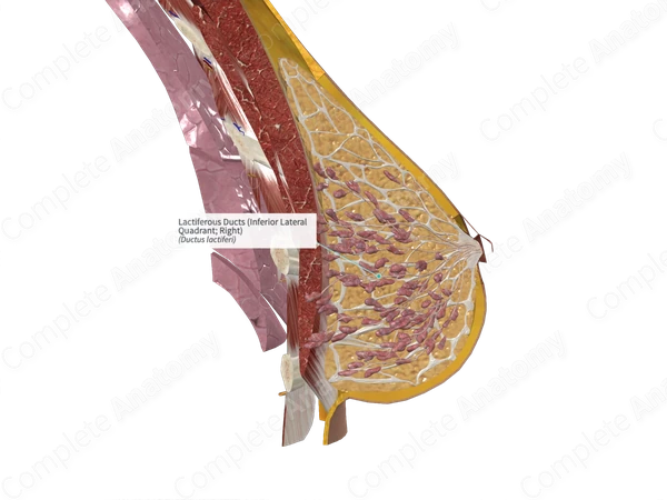 Lactiferous Ducts (Inferior Lateral Quadrant; Left)