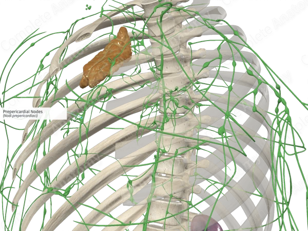 Prepericardial Nodes