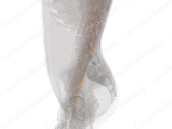 Muscular Branches of Radial Nerve (Forearm; Left)