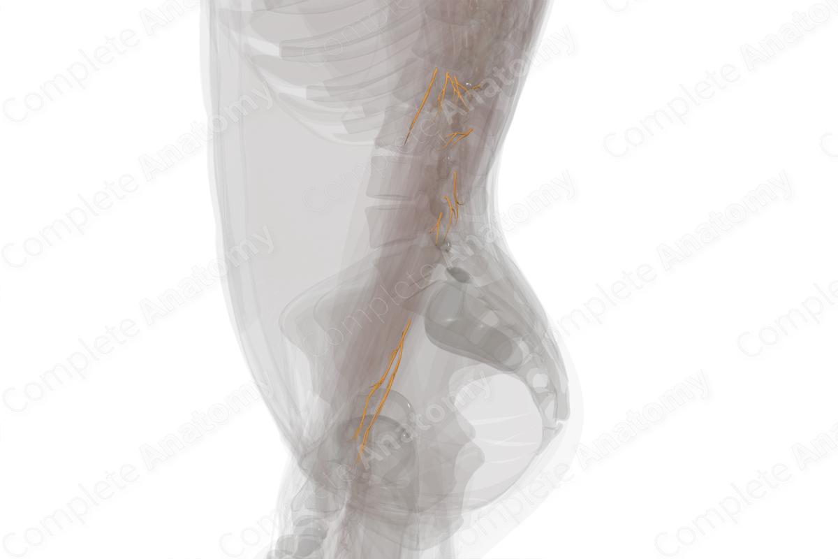 Muscular Branches of Radial Nerve (Forearm; Left)