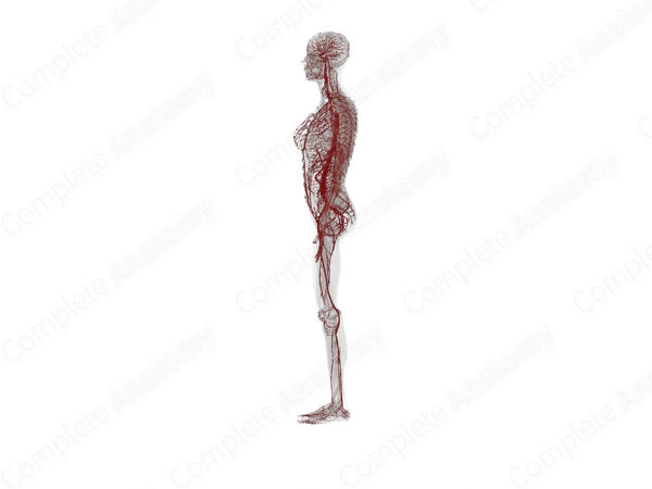Systemic Arteries