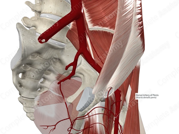 Dorsal Artery of Penis