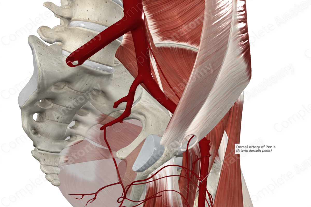 Dorsal Artery of Penis 